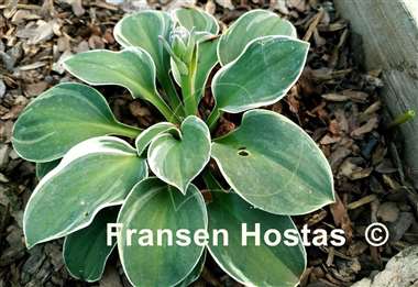 Hosta Mouse Aquarel