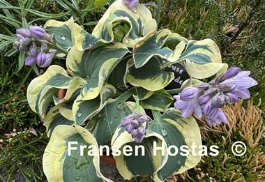 Hosta Mouse Capades