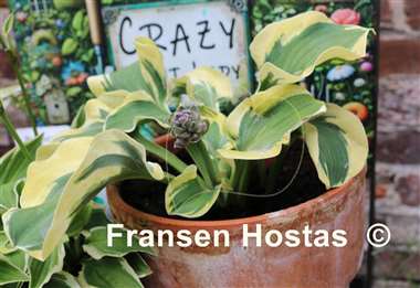 Hosta Mouse Capades