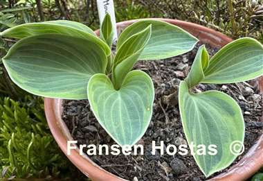 Hosta Mouse Deluxe