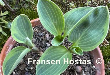 Hosta Mouse Deluxe