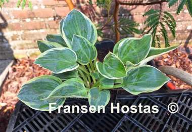 Hosta Mouse Deluxe