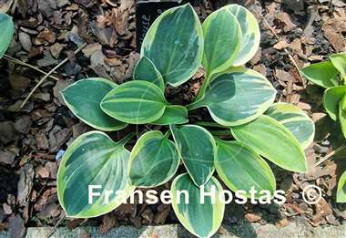 Hosta Mouse Deluxe
