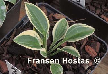 Hosta Mouse Dress