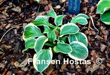 Hosta Mouse Madness