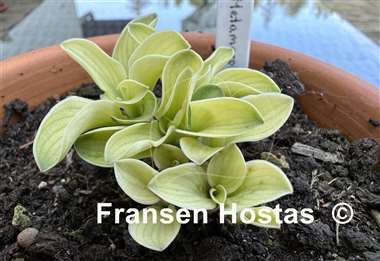 Hosta Mouse Metamorphosis