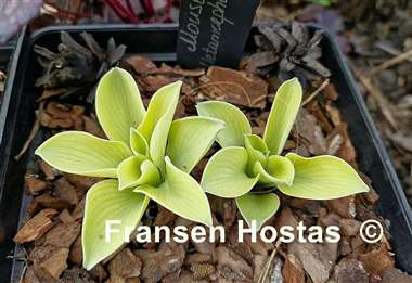 Hosta Mouse Metamorphosis