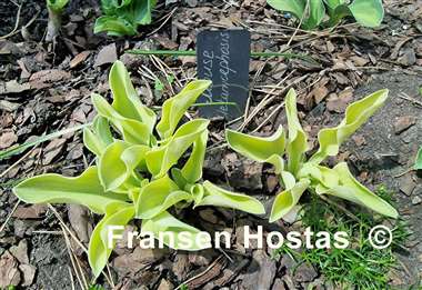 Hosta Mouse Metamorphosis