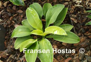 Hosta Mouse Metamorphosis