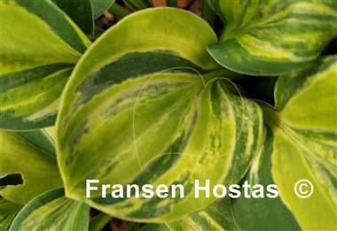 Hosta Mouse Party