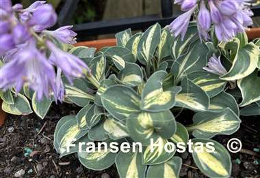 Hosta Mouse Trap