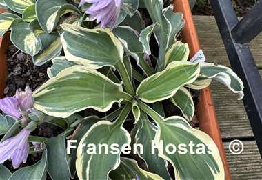 Hosta Mouse on the Moon