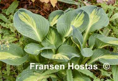 Hosta Mouseketeer