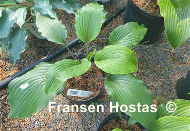 Hosta Mr. Jack