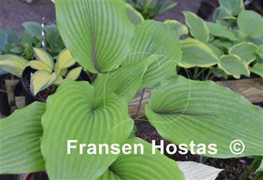 Hosta Mr. Jack