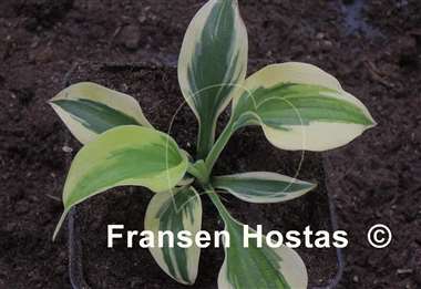 Hosta Mr. Klingsman