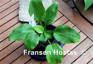 Hosta Mr. Mister