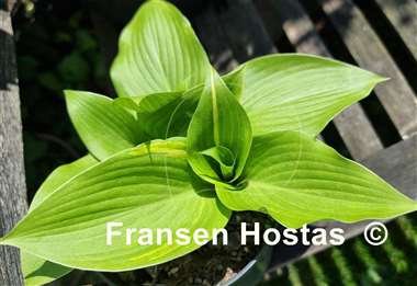 Hosta Mr. Mister
