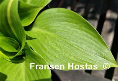 Hosta Mr. Mister