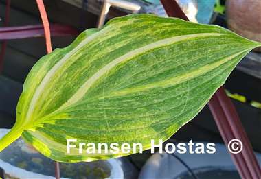Hosta Mr. Mister