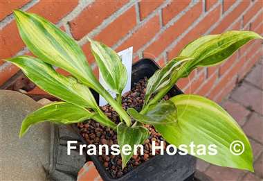 Hosta Mr. Mister