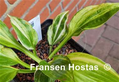 Hosta Mr. Mister