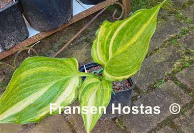 Hosta Mr. Mister