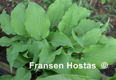 Hosta Mrs. Minky