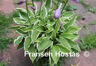 Hosta Muffie