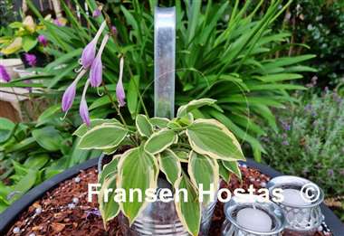 Hosta Muffie