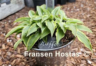 Hosta Muffie