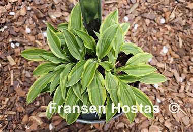 Hosta Muffie