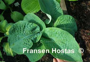 Hosta Muriel Seaver Brown