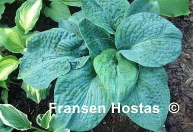 Hosta Muriel Seaver Brown