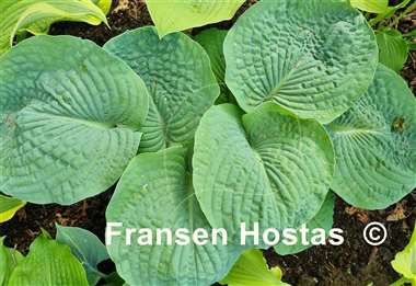 Hosta Muriel Seaver Brown