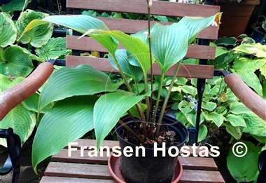 Hosta Mustang Sally