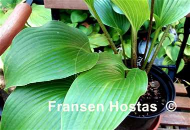 Hosta Mustang Sally