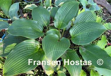 Hosta Mustang Sally