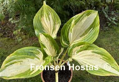 Hosta My Child Insook