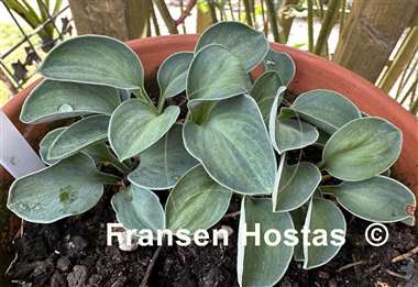 Hosta Mystic Mouse