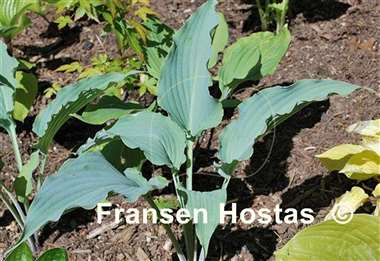 Hosta Mystic Seaport