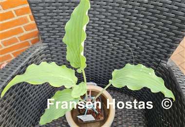 Hosta Mystic Seaport