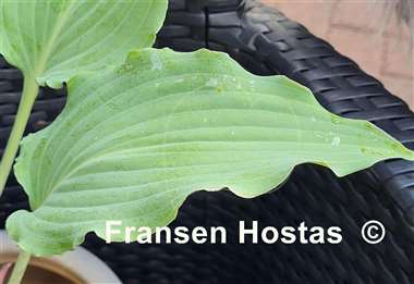 Hosta Mystic Seaport