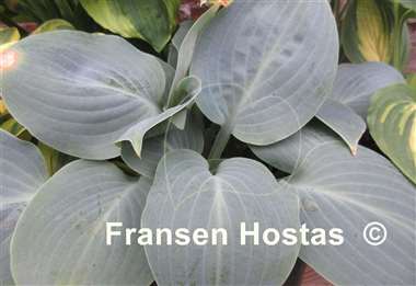 Hosta Mystic Star