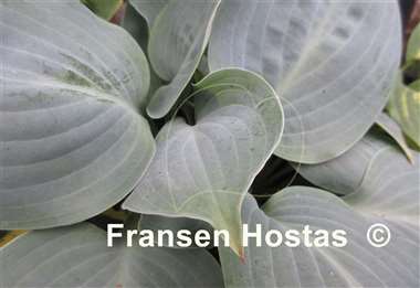 Hosta Mystic Star