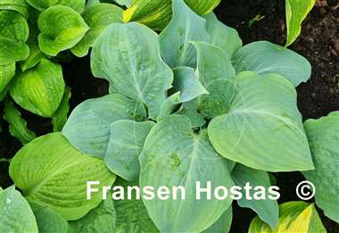 Hosta Mystic Star