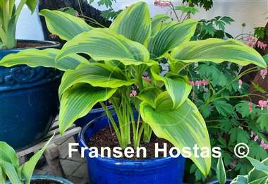 Hosta montana 'Aureomarginata'