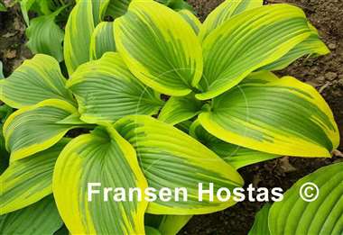 Hosta montana 'Aureomarginata'