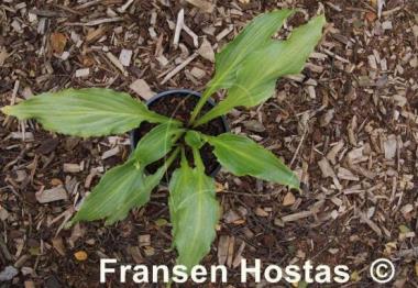 Hosta Machete