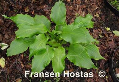 Hosta Machete